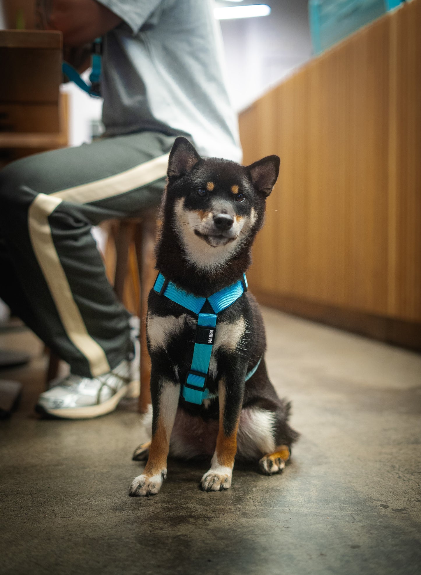 Reflective City Harness