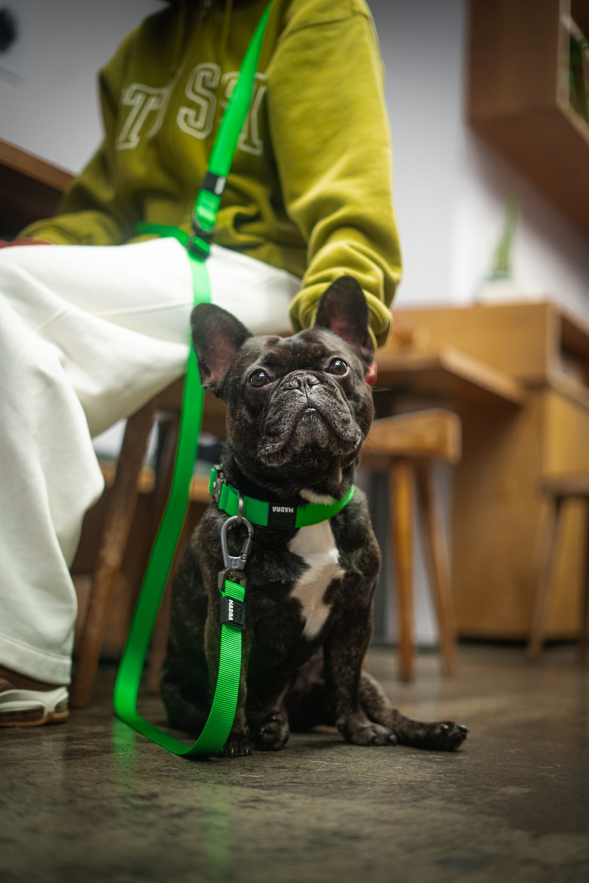 Reflective Collar