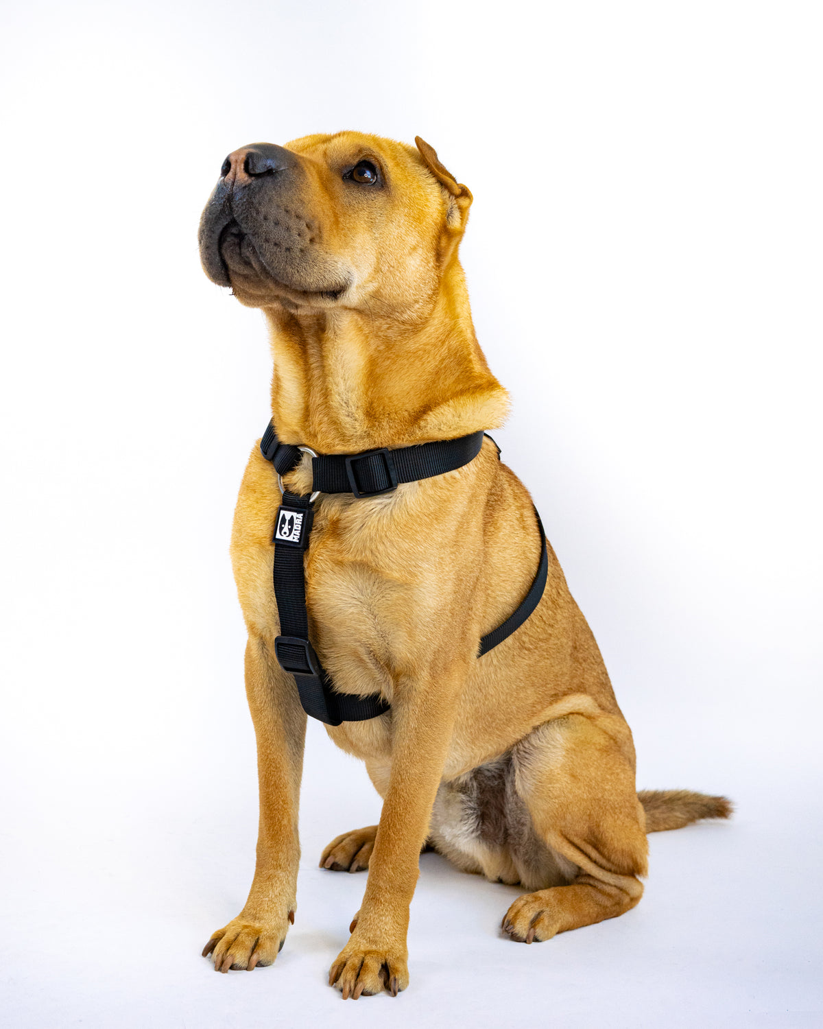 City Harness