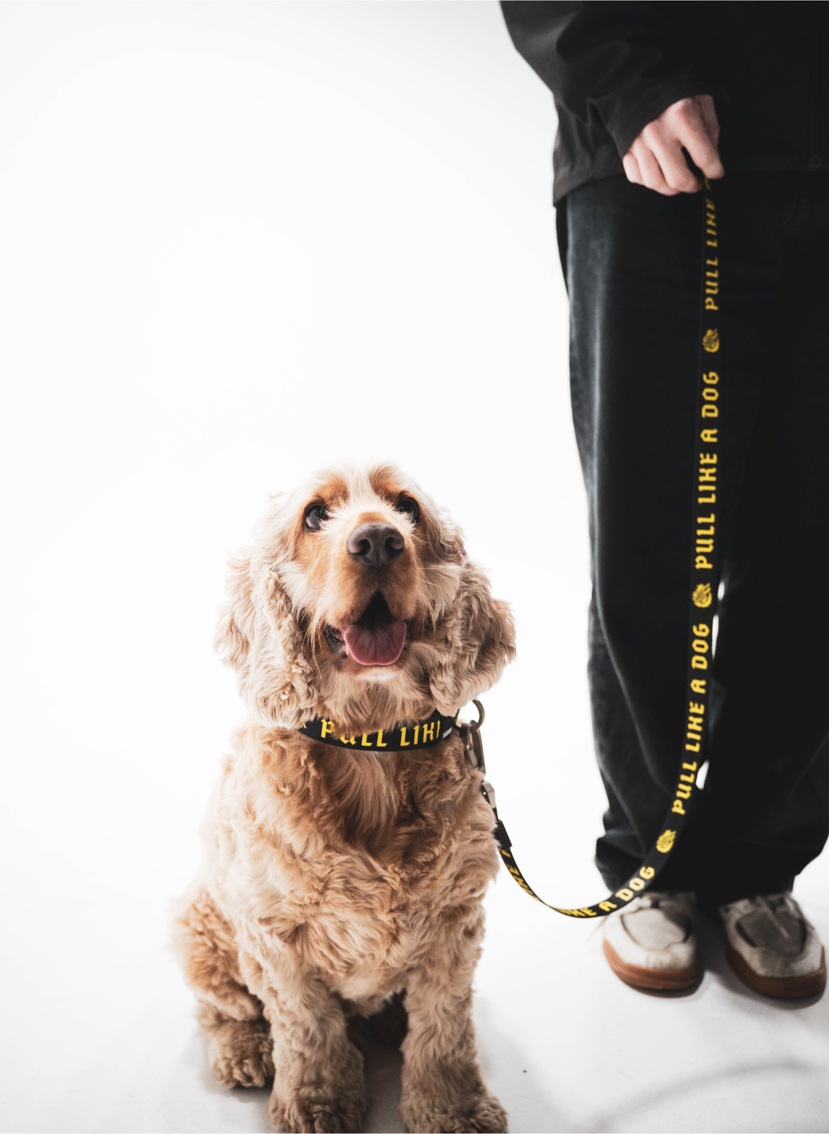 Madra x The Scratch - Leash